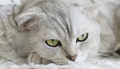 十二星座今日运势查询，快来算命先生成精准的运程预测！